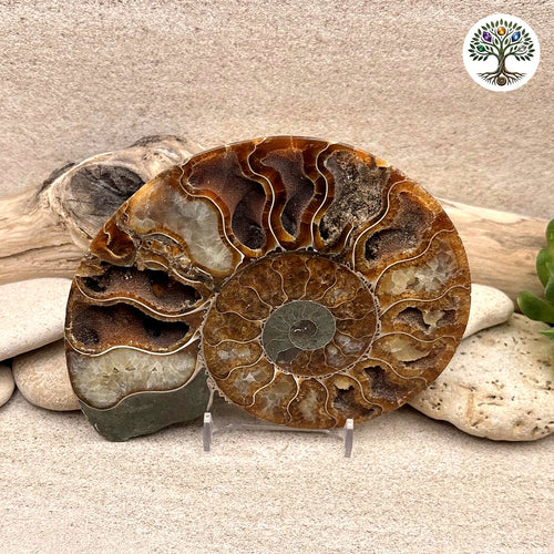 Ammonite sciée et polie Madagascar 11-13cm (I)