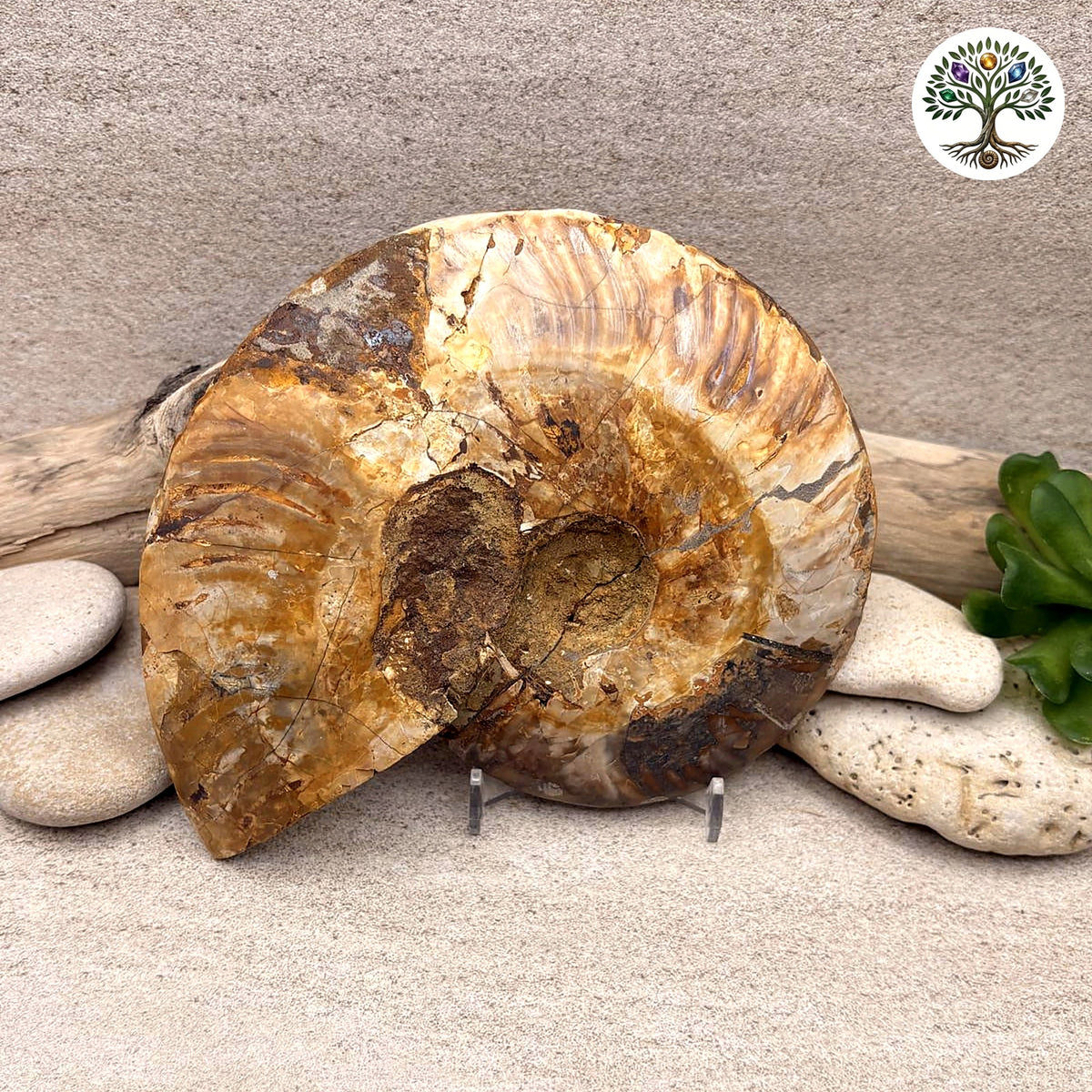 Ammonite sciée et polie Madagascar 12.5-15cm (G) - photo 2