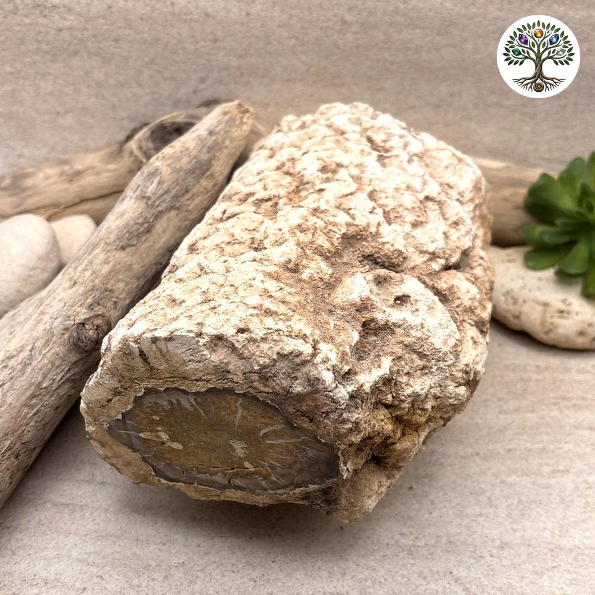 Fossile morceau de bois de Madagascar 2kg080 - photo 3