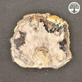 Fossile tranche de bois pétrifié de Madagascar (100 à 120 g)