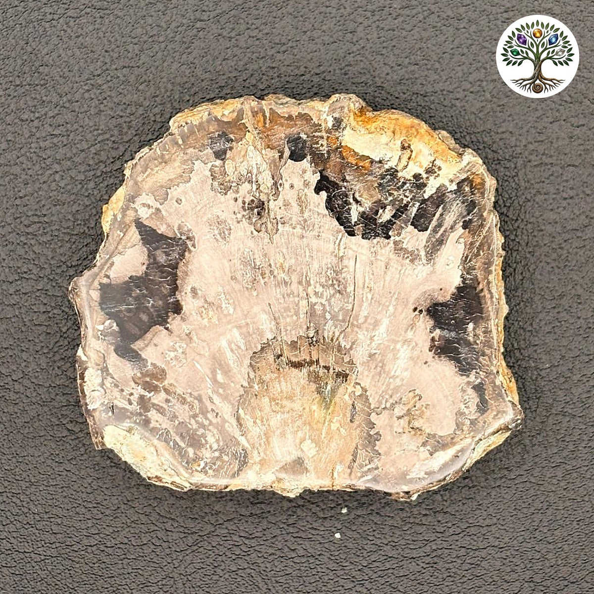 Fossile tranche de bois pétrifié de Madagascar (100 à 120 g)