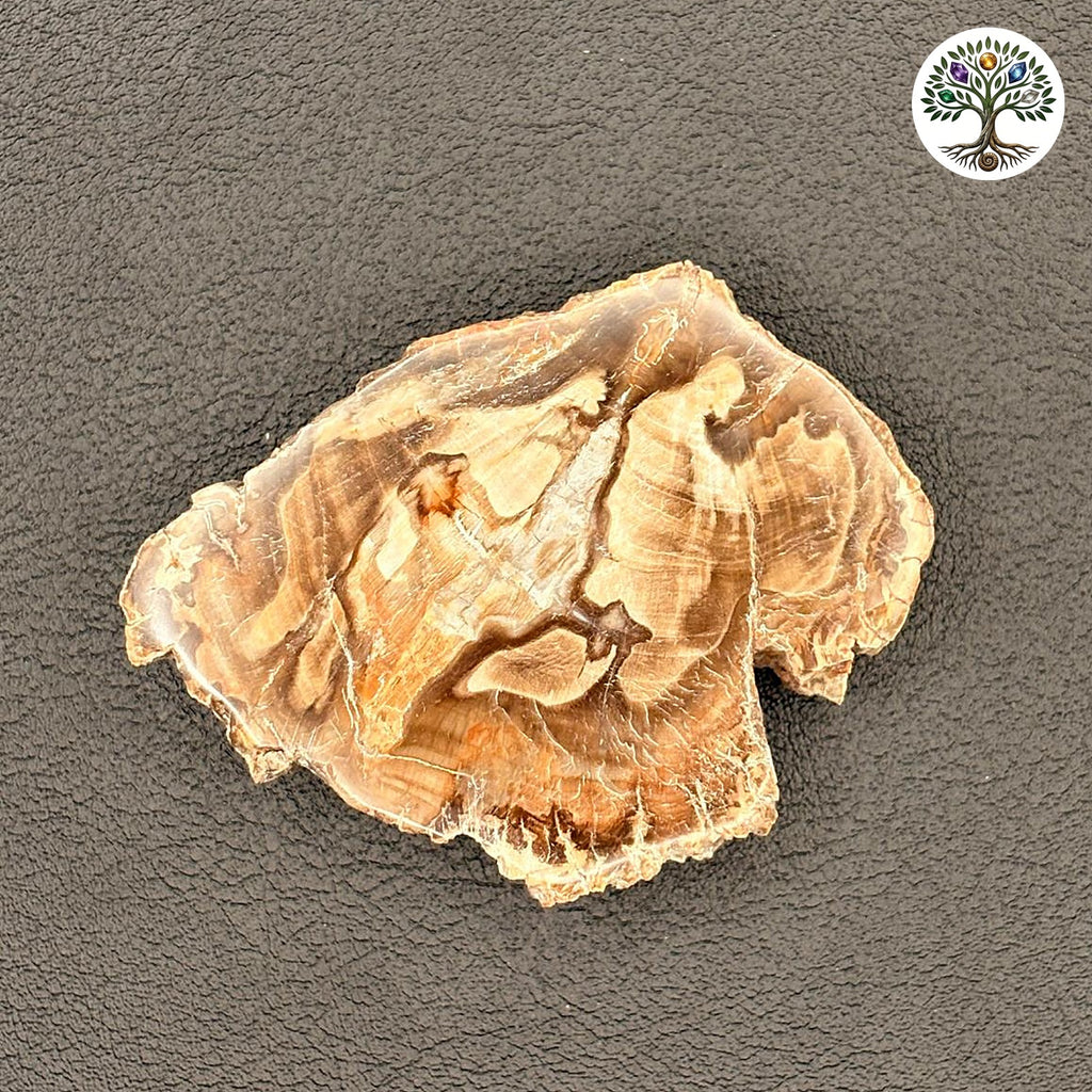 Fossile tranche de bois pétrifié de Madagascar (jusqu'à 70 g)
