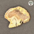 Fossile tranche de bois pétrifié de Madagascar (70 à 100 gr)
