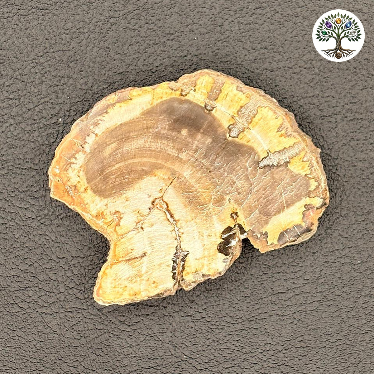 Fossile tranche de bois pétrifié de Madagascar (70 à 100 gr)