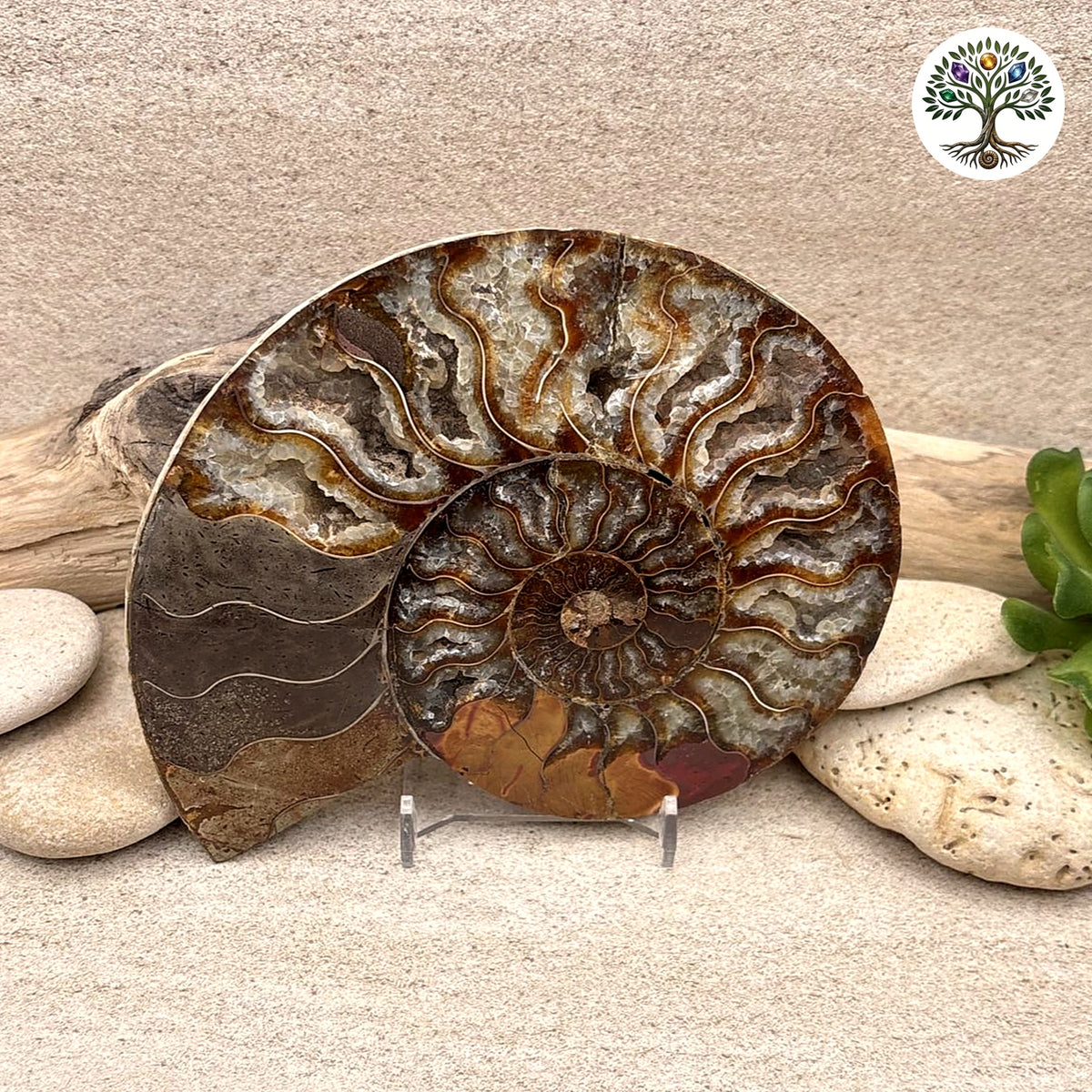 Ammonite sciée et polie Madagascar 11-13cm (P)
