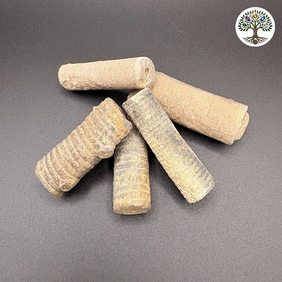 Crinoïde fossile - Morceau de tige (Lys des mers) vendu à l'unité