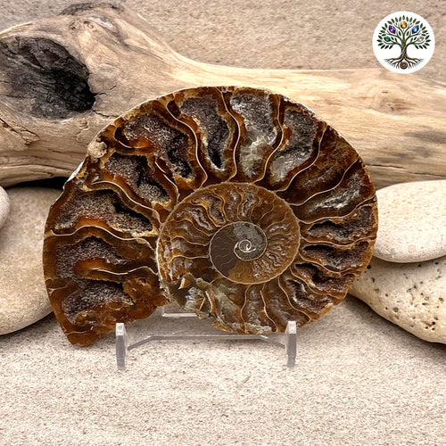 Fossile Ammonite sciée et polie Madagascar 9-10cm (Y)