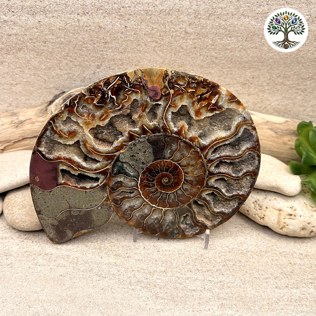 Ammonite sciée et polie Madagascar 12-14.5cm (C)
