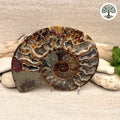 Ammonite sciée et polie Madagascar 12-14.5cm (C)