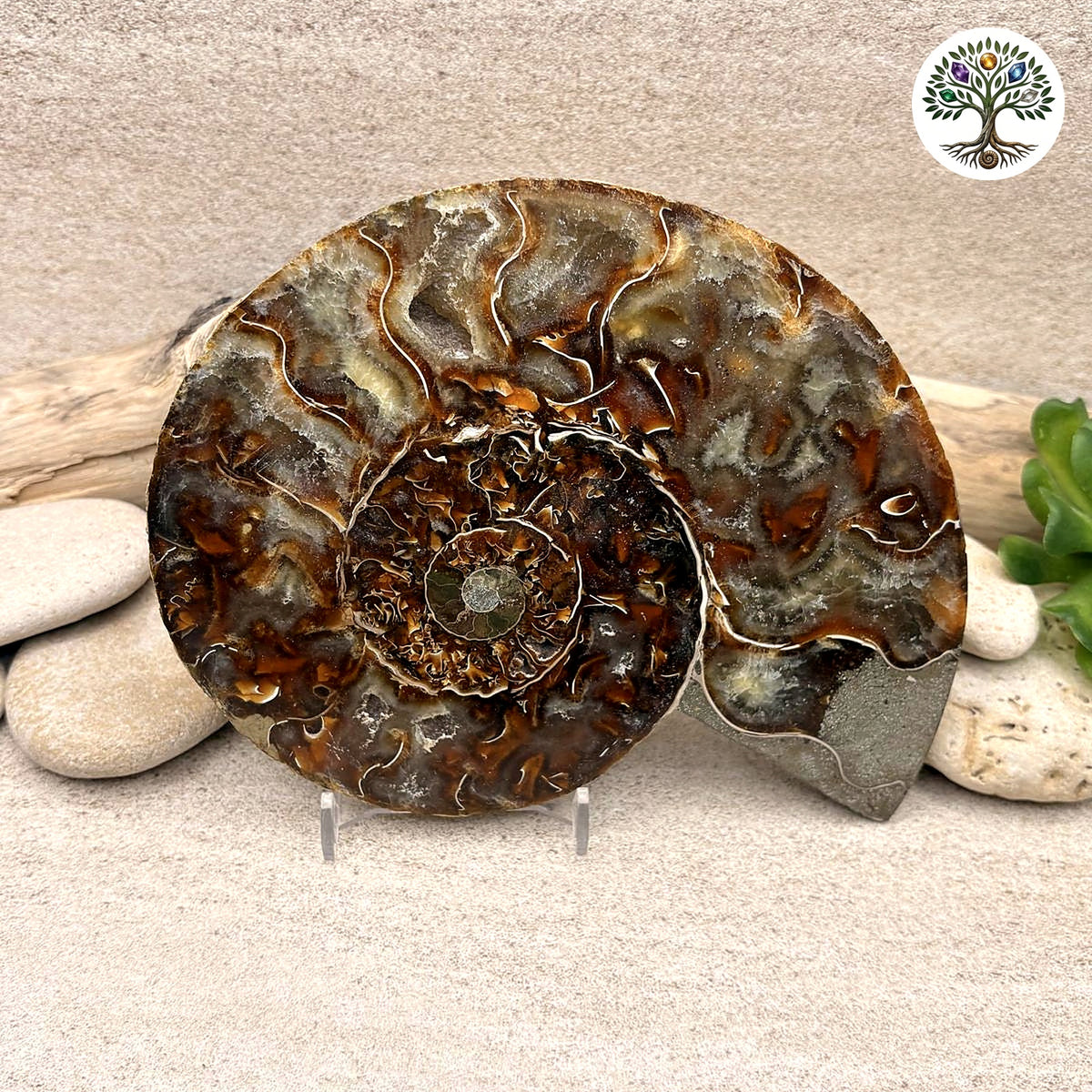 Ammonite sciée et polie Madagascar 12.5-15.5cm (E)