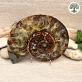 Ammonite sciée et polie Madagascar 12.5-15.3cm (D)