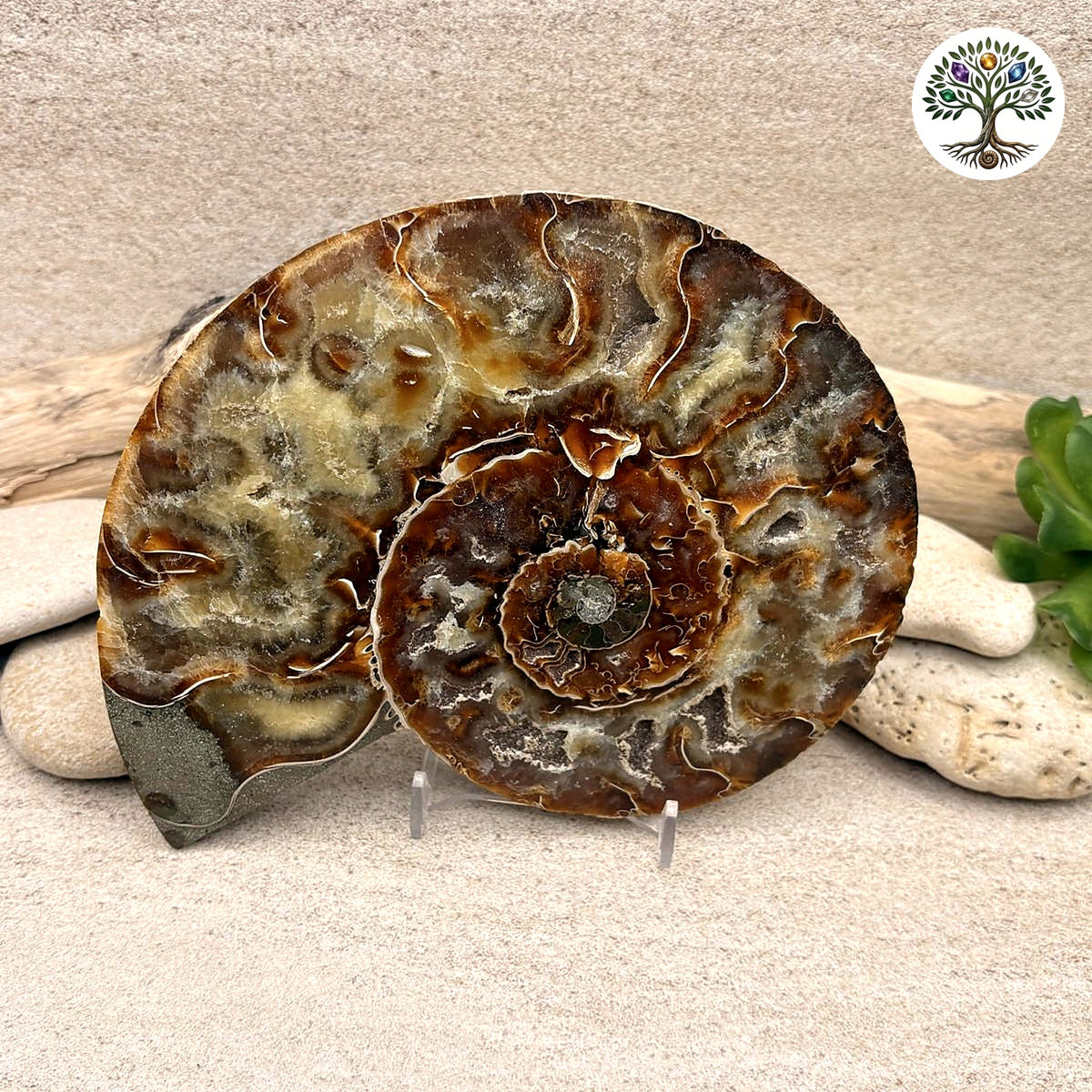 Ammonite sciée et polie Madagascar 12.5-15.3cm (D)