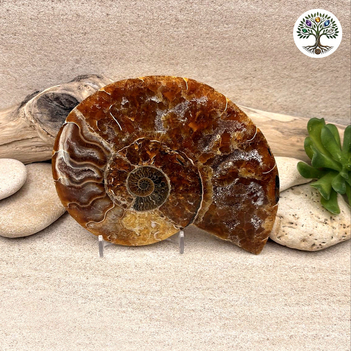 Ammonite sciée et polie Madagascar 11-13cm (L)