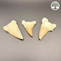 Dent de requin fossile Maroc vendu à l'unité