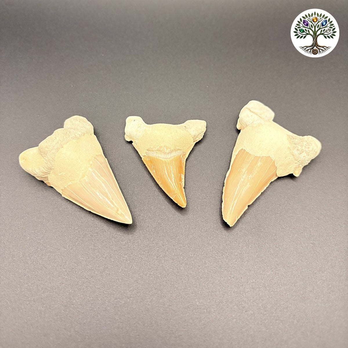 Dent de requin fossile Maroc vendu à l'unité