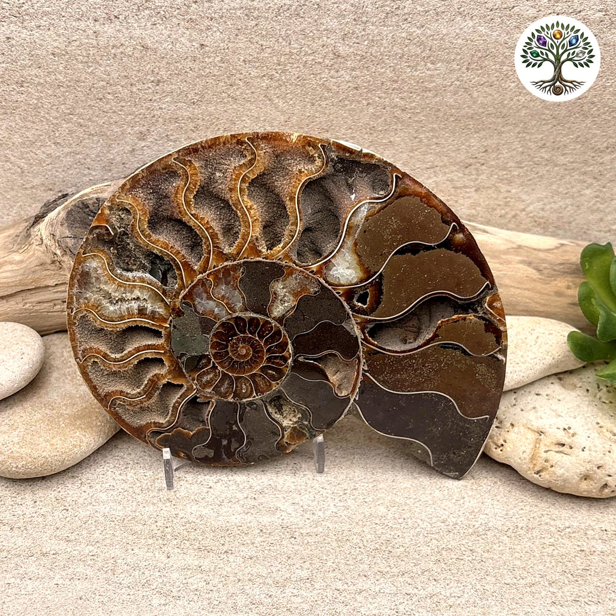 Ammonite sciée et polie Madagascar 11-13 (Q)