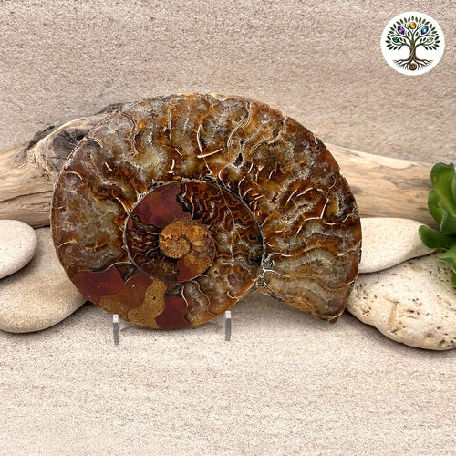 Ammonite sciée et polie Madagascar 11-13cm (N)