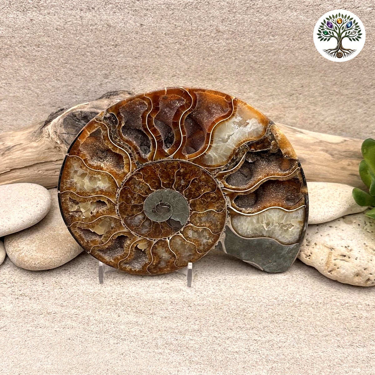 Ammonite sciée et polie Madagascar 11-13cm (J)