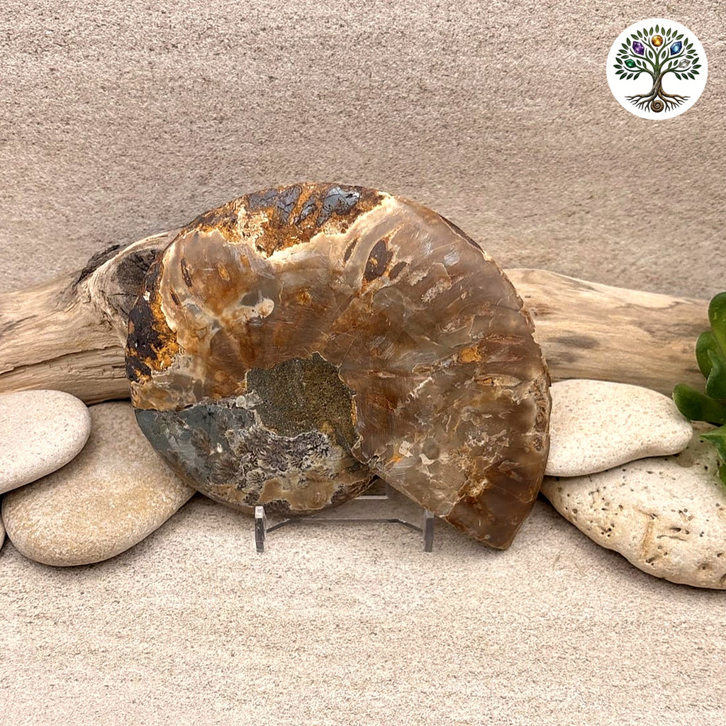 Fossile ammonite sciée et polie Madagascar 10-12cm (T) - photo 2