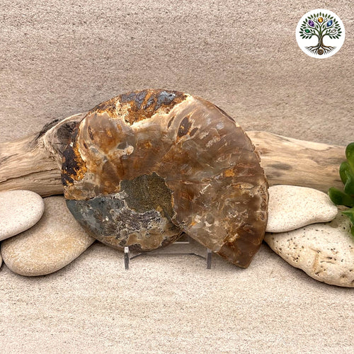 Fossile ammonite sciée et polie Madagascar 10-12cm (T) - photo 2