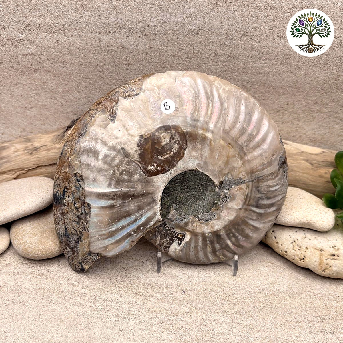 Ammonite sciée et polie Madagascar 13-15cm (B) - photo 2
