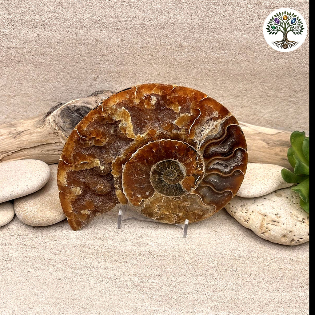 Ammonite sciée et polie Madagascar 11-13cm (K)