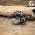 Goniatite fossile Maroc (environ 5cm)
