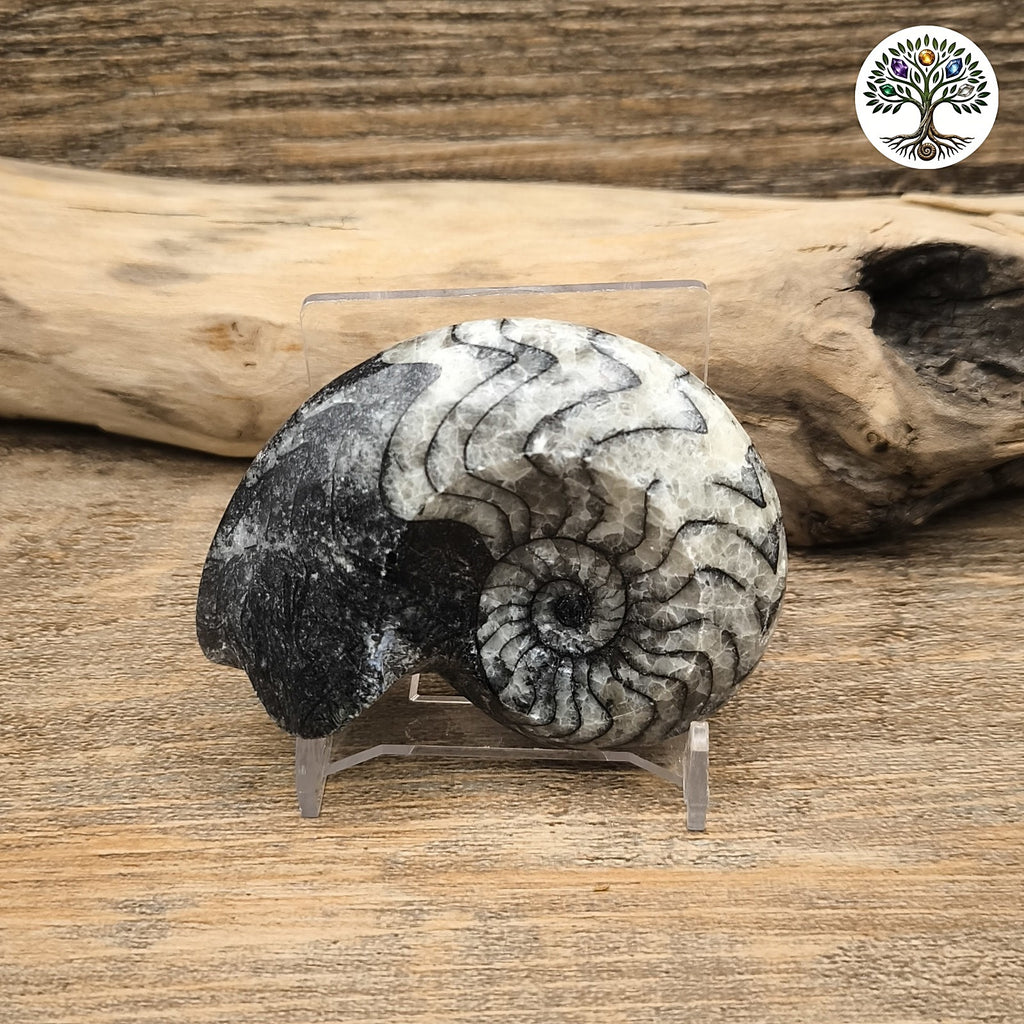 Goniatite fossile Maroc environ 7cm