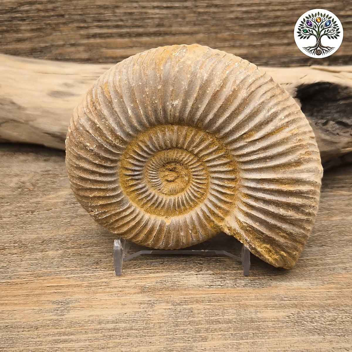 Fossile ammonite brute blanche Madagascar 9-11cm - photo 2