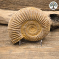 Fossile ammonite brute blanche Madagascar 9-11cm