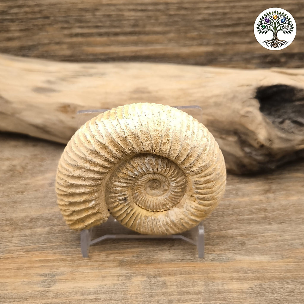 Fossile ammonite brute blanche Madagascar 5-7cm