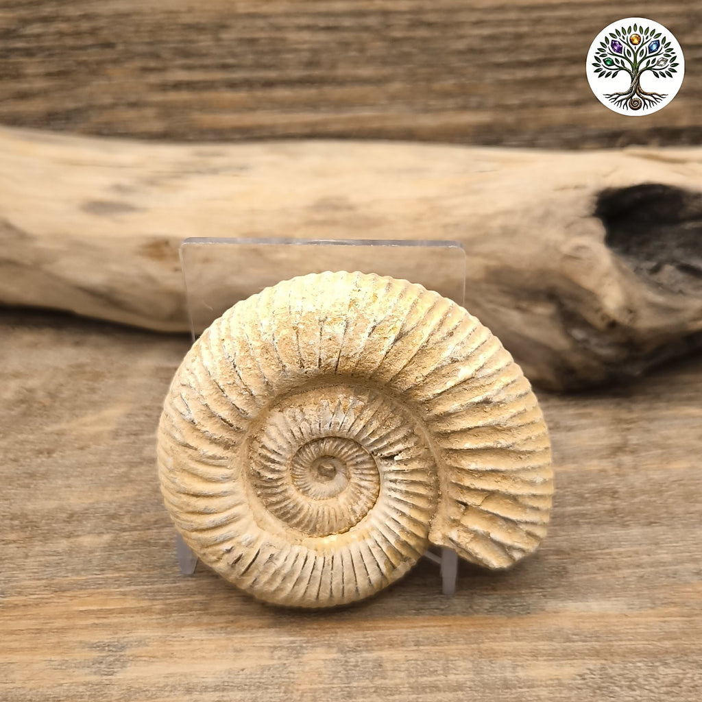 Fossile ammonite brute blanche Madagascar 5-7cm - photo 2
