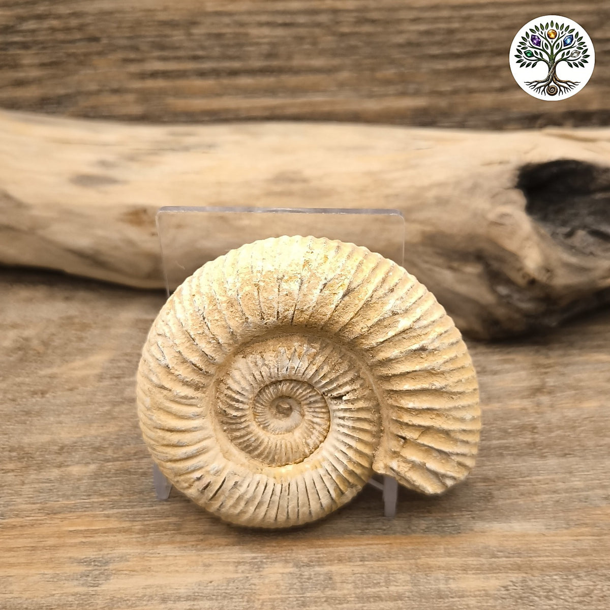 Fossile ammonite brute blanche Madagascar 5-7cm - photo 2