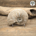 Ammonite nacrée semi-polie Madagascar 7-9cm