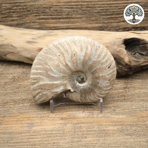 Ammonite nacrée semi-polie Madagascar 7-9cm