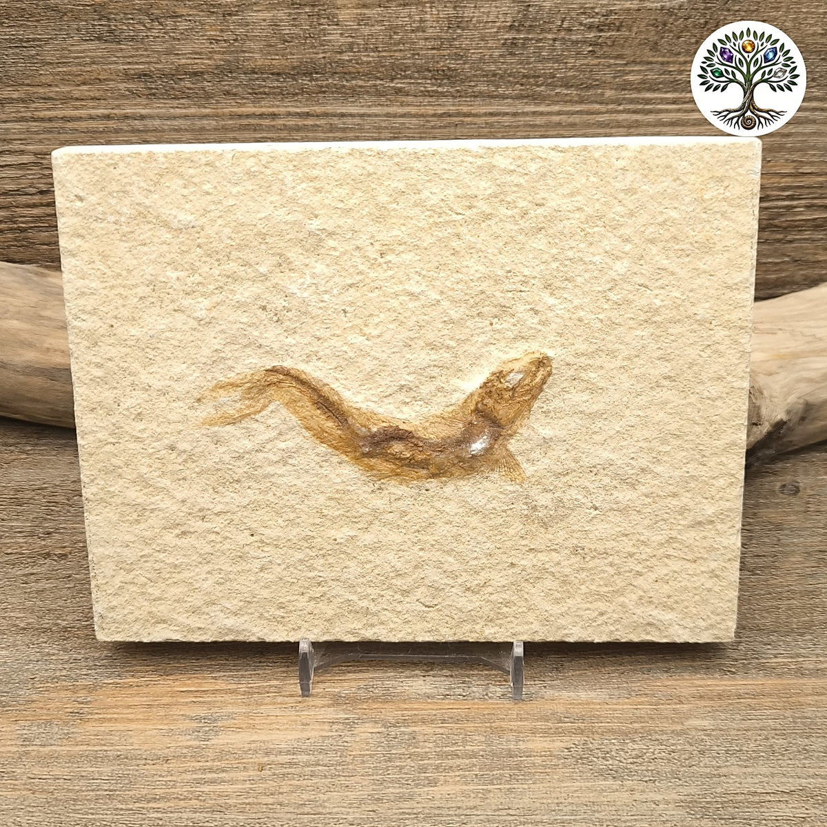 Poisson fossile Knightia - Green River Wyoming USA