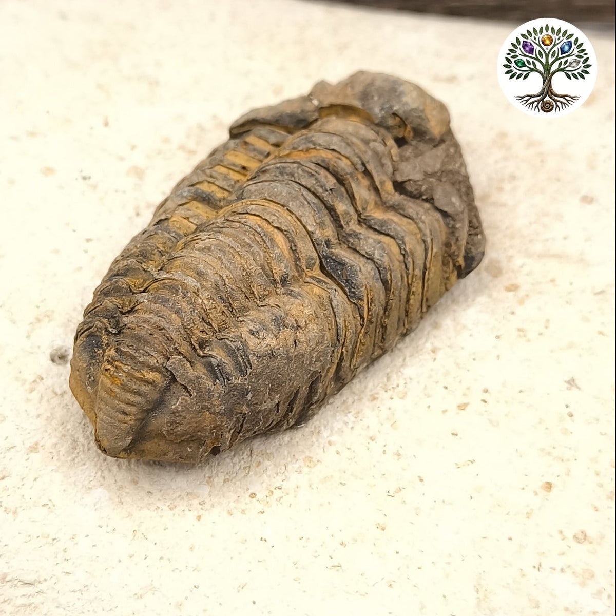 Trilobite fossile - Kalimene