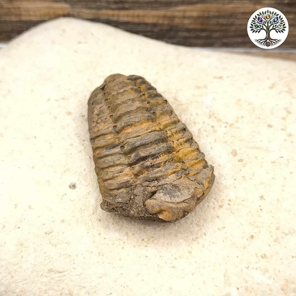 Trilobite fossile - Kalimene