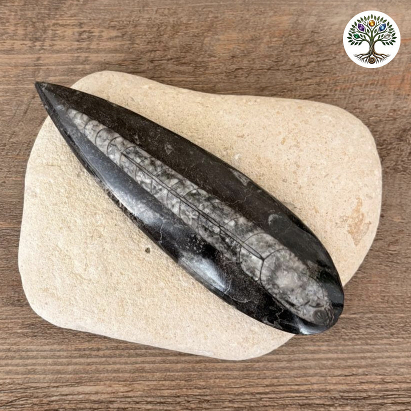 Orthocéras fossile noir Maroc - grand modèle 13-15cm
