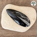 Orthocéras fossile noir Maroc taille moyenne 10-13cm