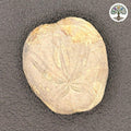 Oursin fossile - Heteraster (Crétacé inférieur) Isère France