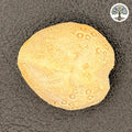 Oursin fossile brut - Lovenia forbesi Australie