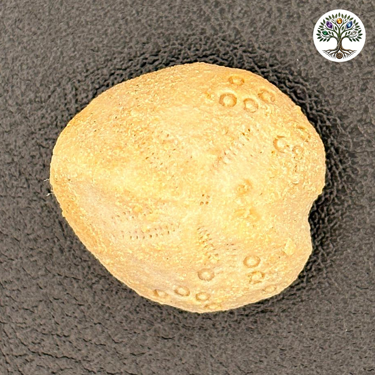 Oursin fossile brut - Lovenia forbesi Australie